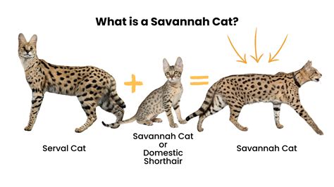 Serval House Cat Savannah Cat Most Often Asked Questions Or FAQs