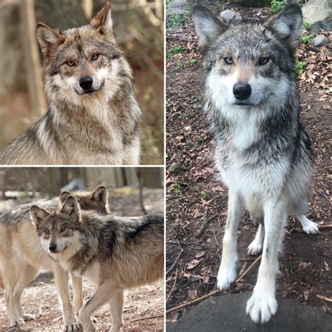 Mexican Grey Wolf Coyote Hybrid