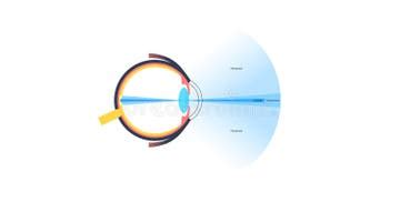 Image result for Peripheral Vision Field of View