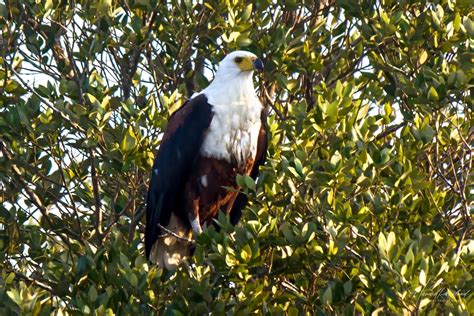 African Fish Eagle (Icthyophaga vocifer) | Wildlife Vagabond