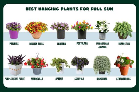 Swinging in the Sunshine: Exploring the Best Hanging Plants for Full Sun (With Care Tips)