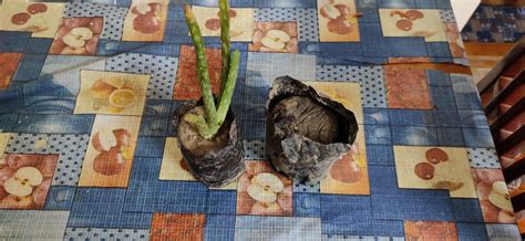 ARIYA Aloe Vera Medicinal Plant Ayurvedic Aloe barbadensis miller Plant ...