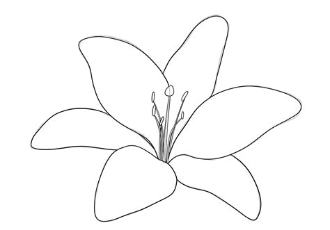 How to Draw a Lily | Design School