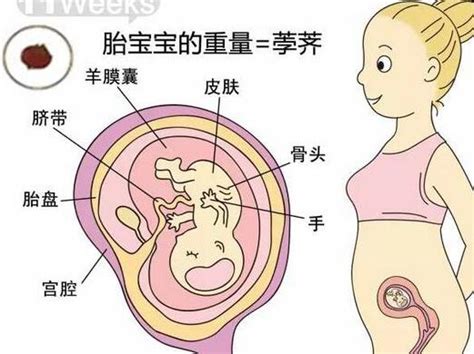 孕期麻麻|孕11周胎儿发育和妈妈变化