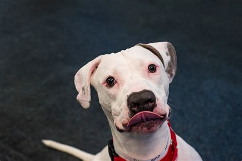 Animal Bloopers Compilation 的图像结果