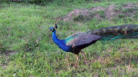 Image gallery: Southern Sojourn - Overdrive