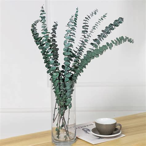 Buy 12PCS Dried Eucalyptus Bundle 17'' Real Eucalyptus Stems - 100 % ...