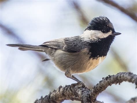 Mexican Chickadee - eBird
