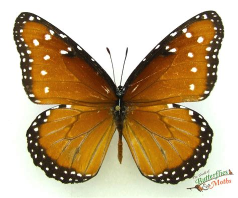 Danaus gilippus Queen Monarch MEXICO - World of Butterflies and Moths