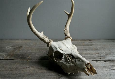Deer Skull With Antlers