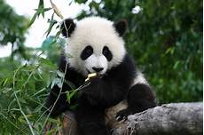 Panda Image by Panda Background 44 Images Panda Image