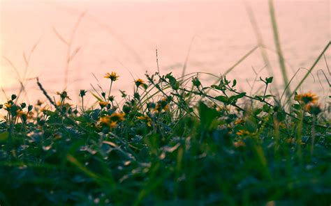 Download wallpaper 3840x2400 flowers, yellow, grass, plant, greens 4k ...