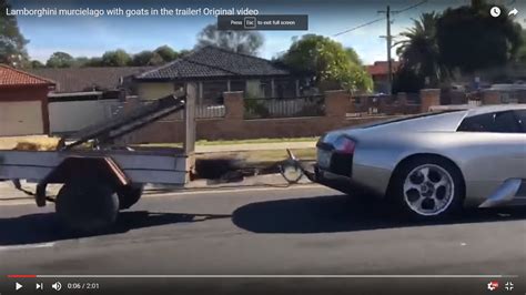 Image result for Loading Goats On Trailer