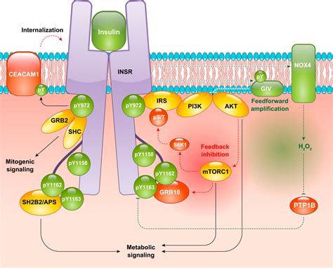 Mechanisms of Insulin Action and Insulin Resistance | Physiological Reviews | American ... - mechanism of insulin resistance