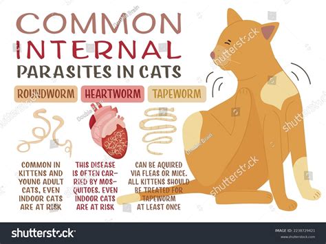 Common Internal Parasites Cats Heartworms Roundworms: เวกเตอร์สต็อก ...
