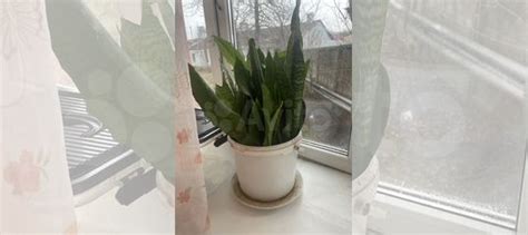 Комнатные растения цветы купить в Санкт-Петербурге | Товары для дома и ...