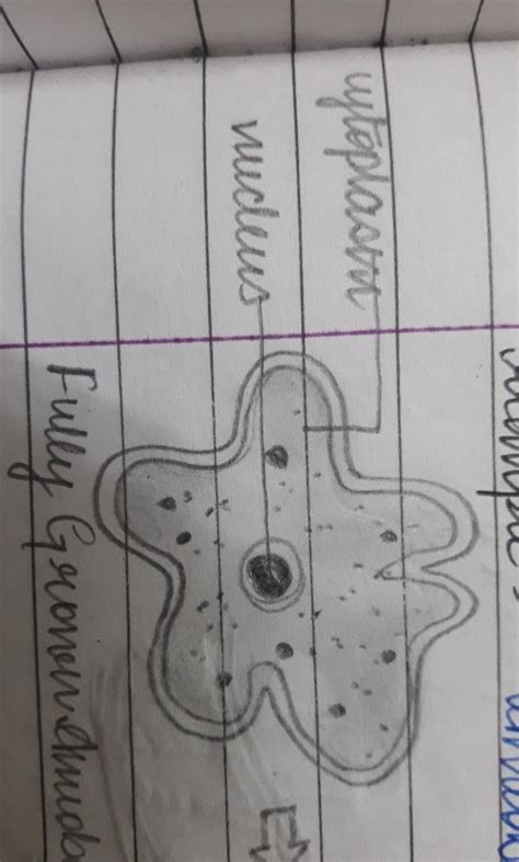 draw the drawing of amonubia? - Brainly.in