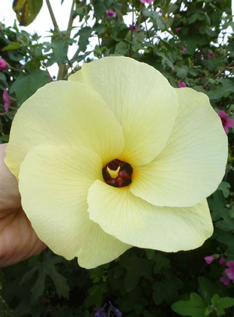 Melghat Plant Data Bank - Flora