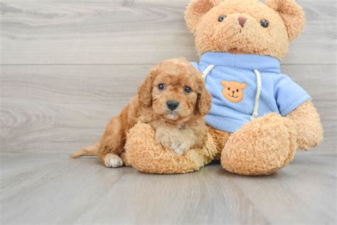 Newborn Cavapoo 的图像结果