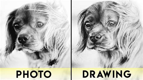 Drawing Tutorials Realistic Animals at Darcy Simoi blog
