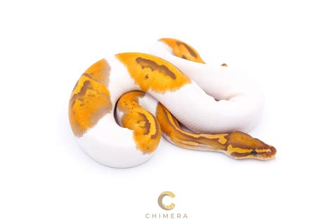 Image result for Chimera Ball Python