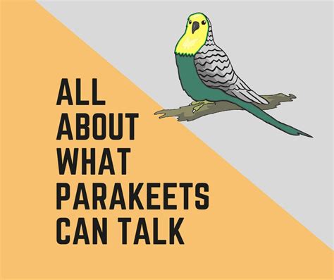 All You Need To Know About Parakeets Mating - Birds News