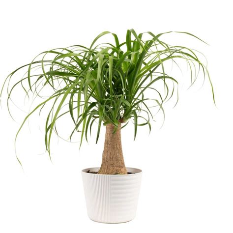 Costa Farms Easy To Grow Ponytail Palm House Plant in 6-in Pot CO.PT6.1 ...
