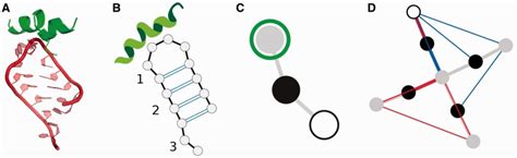 RNA Loop 的图像结果