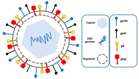 Progress in Prophylactic and Therapeutic EBV Vaccine Development Based ...