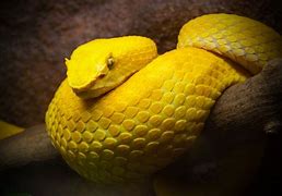 Image result for Cute Animals Snakes