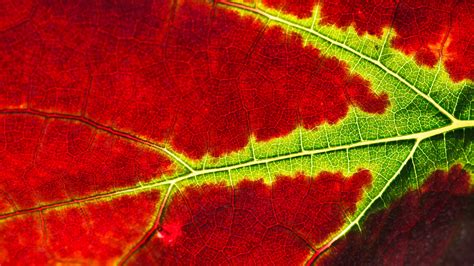 Download wallpaper 3840x2160 leaf, macro, veins, red 4k uhd 16:9 hd ...