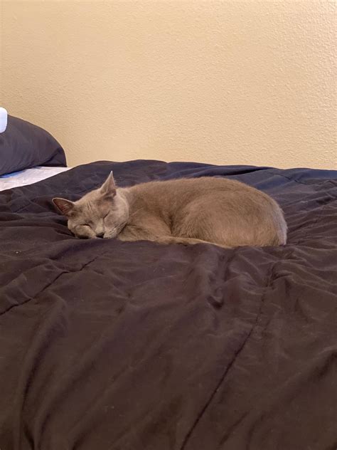 Image result for Visual Studio Code Cat