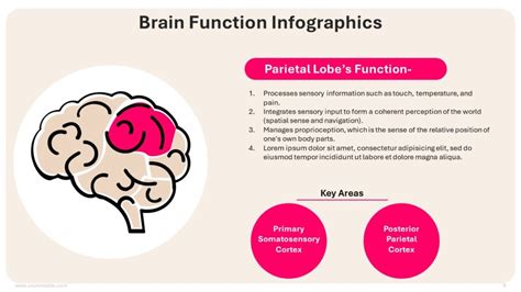 Brain Function Explanation 的图像结果