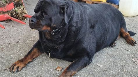 Are Rottweilers Messy