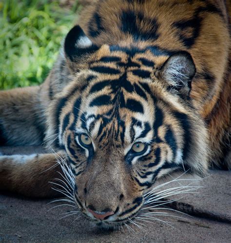 Majestic Tiger at San Francisco Zoo
