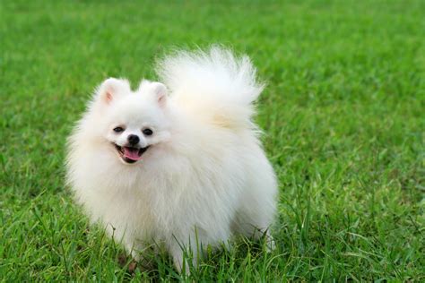 Pomeranian Dog Breed » Information, Pictures, & More