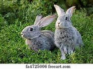 Image result for Rabbit Art Prints Canvas