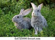 Image result for Vintage Rabbit Art Prints