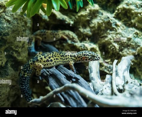 Leopard gecko Eublepharis macularius in natural environment Stock Photo ...