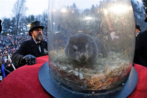Punxsutawney Phil predicts 6 more weeks of winter after waking up to see his shadow on Groundhog ...