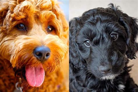 Image result for Mini Goldendoodle Cockapoo