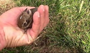 Image result for Wild Baby Rabbits Nest