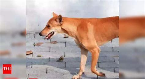 ‘Five dogs taken to Kannamapet ABC centre missing, 1 critical ...