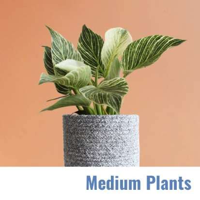 Medium Plants – Greenkin