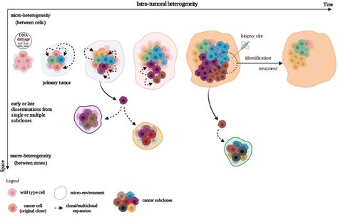 Dynamic Cancer Cell Heterogeneity: Diagnostic and Therapeutic Implications