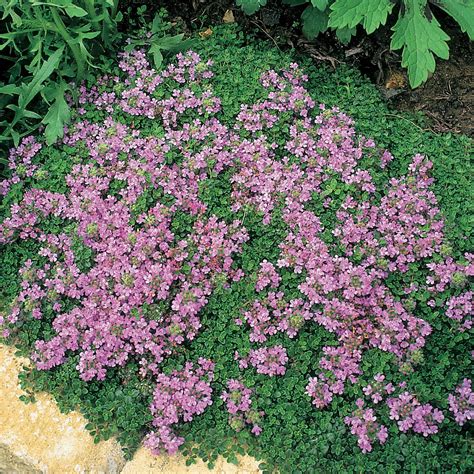 How To Plant Thymus Serpyllum at Ada Tawney blog
