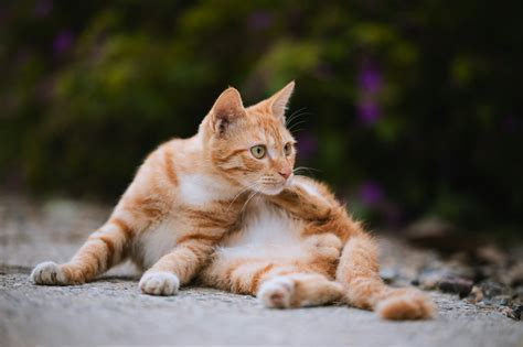 Cat Farting a Lot? Here’s Why