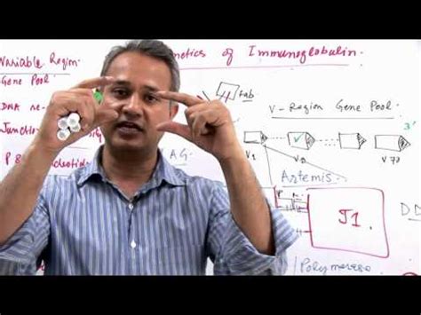Immunology Lecture 11 Part 7 Genetics of Immunoglobulin Diversity Video ...
