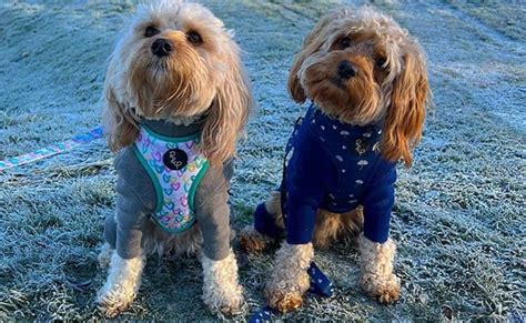 Image result for Cavapoo Dogs 101