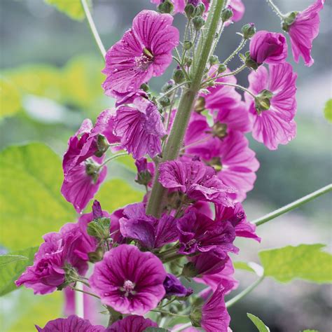 How to Plant and Grow Mallow